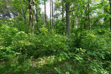 Ağaçların arasından süzülen güneş ışığıyla canlı yeşil bir orman sahnesi..