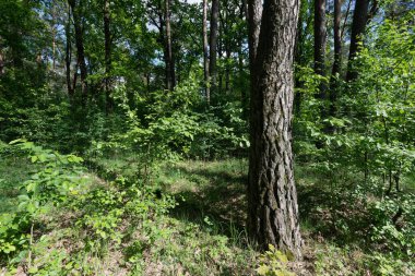 Ağaçlar ve Yeşilliklerle Güneş Işığı Ormanı