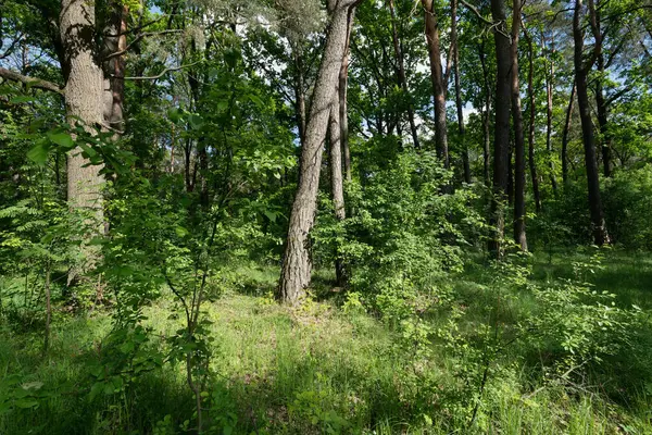 Ağaçlar ve Yeşilliklerle Güneş Işığı Ormanı