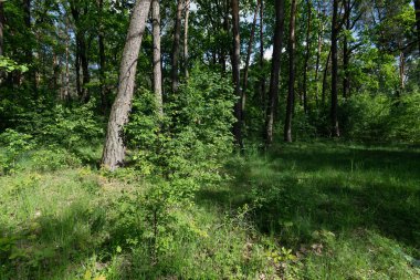 Canlı bir orman sahnesi, yemyeşil ağaçlar ve güneş ışığıyla dolu..