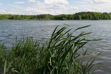Ön planda sazlıklar ile Lakeside görünümü.