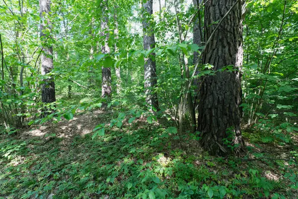 Ağaçlar ve güneş ışığıyla dolu yemyeşil orman sahnesi