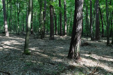 Ağaçların arasından süzülen güneş ışığıyla yemyeşil orman manzarası
