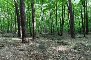 Günışığı ve Gölgelerle Dolu Orman Sahnesi