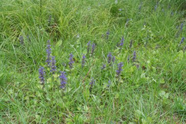 Bugleweed Çiçekleri yemyeşil bir çayırda çiçek açıyor
