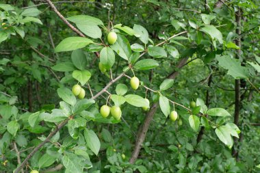 Yeşil meyve ve yapraklı yaban eriği ağacı