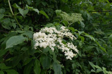 Çiçek açan Elderflower Bush