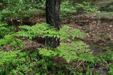Eğreltiotları ormanda bir ağacın dibinde yetişiyor..