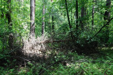 Yeşilli Yeşil Orman Sahnesi