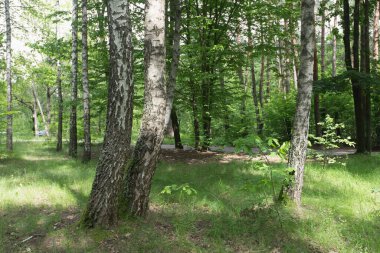 Ağaçlar ve güneş ışığıyla orman sahnesi