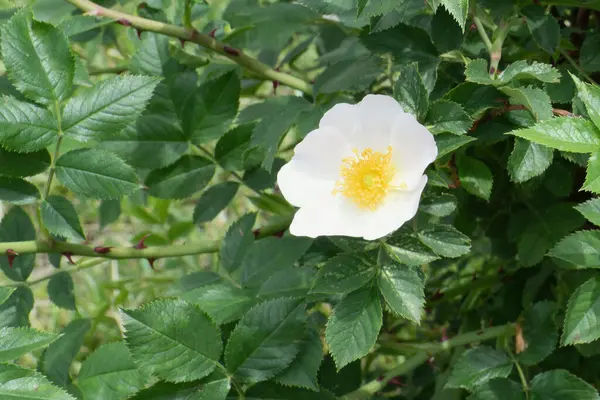 Sarı kekeme ve yeşil yapraklı güzel beyaz bir gülü yakından çek..