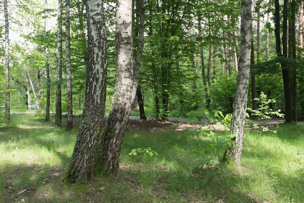 Ağaçlar ve güneş ışığıyla orman sahnesi