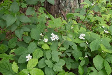 Orman zemininde beyaz çiçekli böğürtlen bitkileri