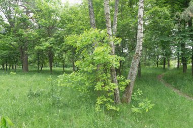 Uzun ağaçlar, yeşil çimenler ve dolambaçlı bir patikası olan yemyeşil bir orman manzarası..