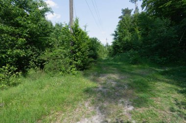 Yemyeşil bitki örtüsü ve elektrik hatları olan güneşli bir orman yolu..