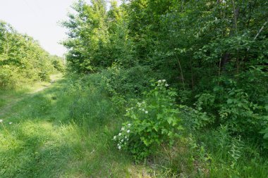 Güneşli bir patika, yemyeşil bir ormanda esiyor.