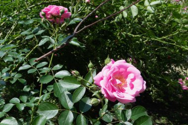 Bahçedeki güzel pembe bir gülü yakından çek.