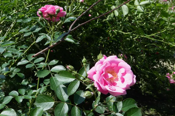 Bahçedeki güzel pembe bir gülü yakından çek.