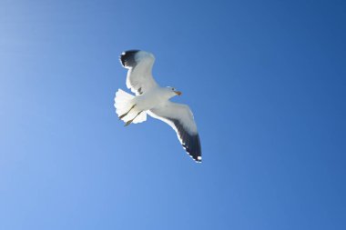 Martı Walvis Körfezi Namibya üzerinde süzülüyor