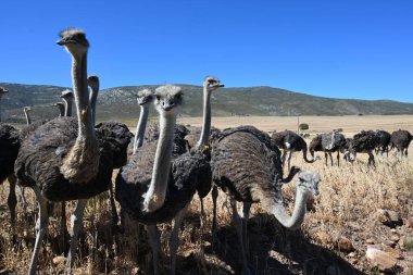 Klein Karoo 'da devekuşları - Güney Afrika 