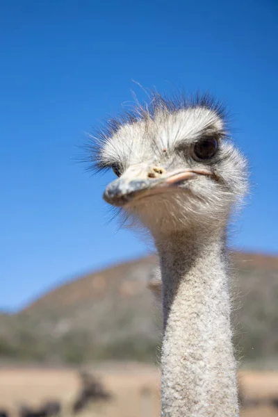 stock image Ostriches in the Klein Karoo - South Africa 