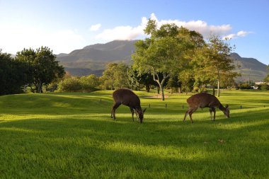 George Golf Course with buck and the Outeniqua Mountains in the background, South Africa