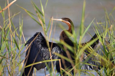 A Cormorant with its wings spread by water