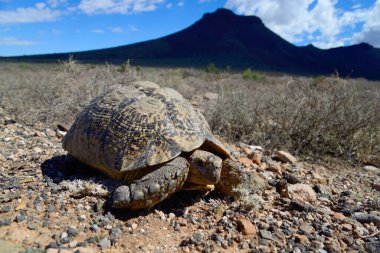Tortoise in the Karoo National Park, Great Karoo, South Africa