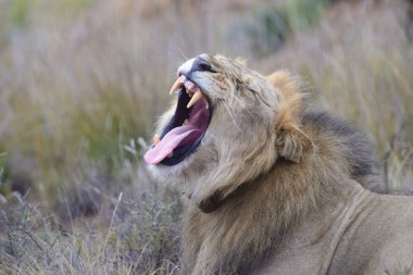 Yawning Lion at the Karoo National Park in the Great Karoo, South Africa