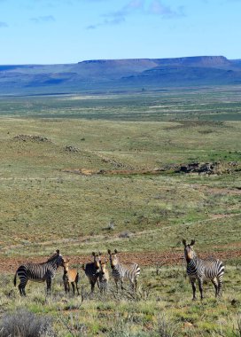 Mountain Zebras in the foreground at the Karoo National Park in the Great Karoo, South Africa