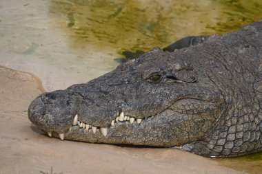 Crocodile basking in Oudtshoorn, South Africa