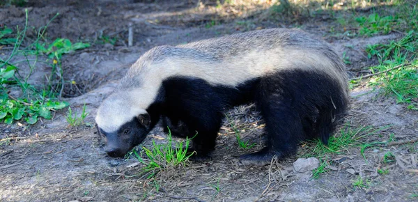 Honey badger Images - Search Images on Everypixel
