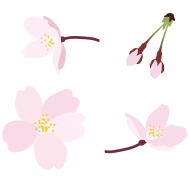 Icon illustration of realistic cherry blossoms, petals and buds.