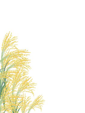 Dikey olarak sıralanmış pirincin gerçekçi kulaklarının arkaplan çizimi.