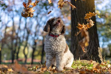 Köpek güz yapraklarını çimenlerin üzerine döküyor.