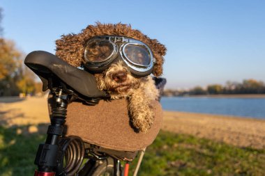 dog with goggles in bicycle transport basket clipart