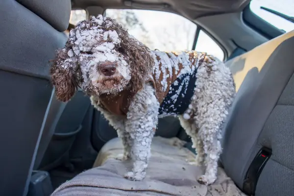 cute dog covered in snow standing in car backseat