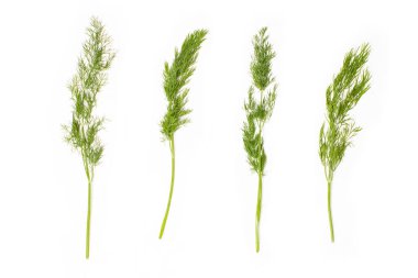 Beyaz arka plan üzerinde izole dereotu şubeleri