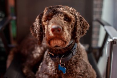 Latto Romagnolo köpeği kameraya bakıyor.