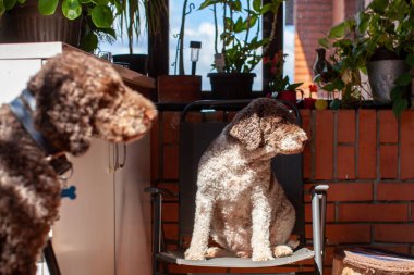 İki lagotto romagnolo köpeği sandalyede oturuyor.