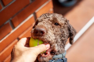 Lagotto Romagnolo köpeği tenis topuyla oynuyor.