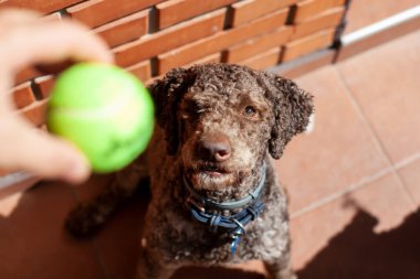 Lagot Romagnolo Köpeği topa bakıyor