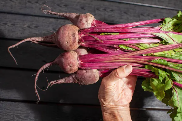 Taze pancar kökü elimizde.