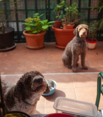 İki sevimli köpek yerde oturuyor.  