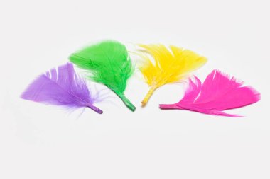 Renkli tüyleri beyaz zemin üzerine izole