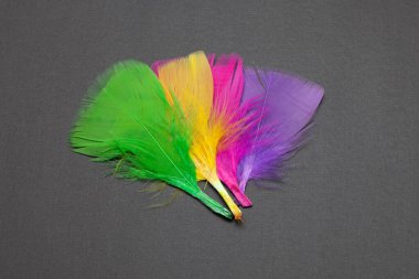 Siyah arkaplanda izole edilmiş renkli tüyler