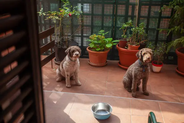 İki köpek yemek bekliyor.