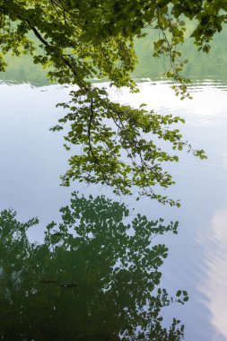 Yaprakları sarkmış bir gölün üzerinde süzülen ağaçtan dallar