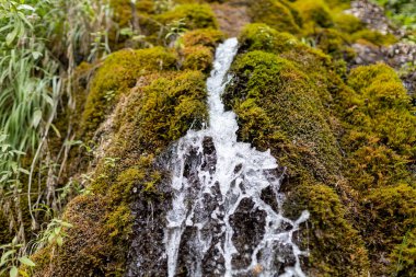Yosun kaplı dağda akan temiz kaynak suyu