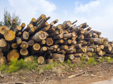 kesme ve yığılmış ağaç gövdeleri